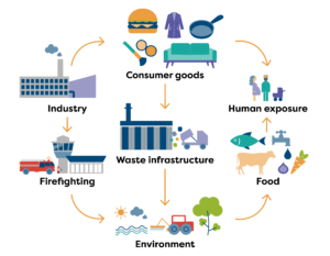 Illustration showing how PFAS move through the environment. 